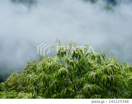 夏の雨の日の観光地奥飛騨の山の風景 夏の雨の日の観光地奥飛騨の山の風景 141225348