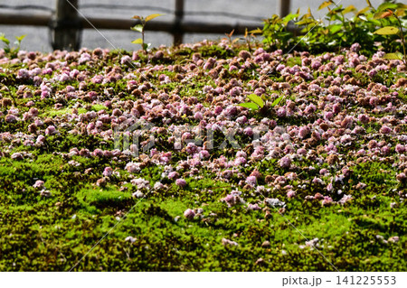 菊桜が美しい兼六園の春 菊桜が美しい兼六園の春 141225553