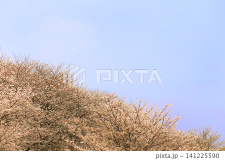 満開の桜 権現堂 満開の桜 権現堂 141225590