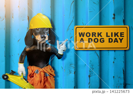 A cute dachshund dog dressed as a construction worker with a hard hat and gloves, pointing to a yellow sign that reads Work Like a Dog Day against a blue metal wall A cute dachshund dog dressed as a construction worker with a hard hat and gloves, pointing to a yellow sign that reads Work Like a Dog Day against a blue metal wall 141225673