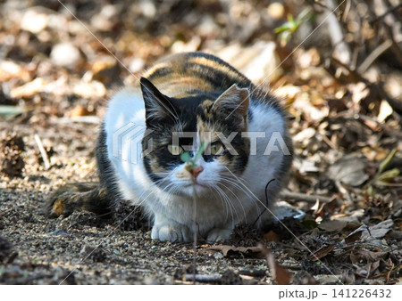 こちらをじっと見つめる三毛猫 こちらをじっと見つめる三毛猫 141226432