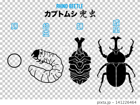 犀金龜的卵、幼蟲、蛹和成蟲的插圖。 犀金龜的卵、幼蟲、蛹和成蟲的插圖。 141226464