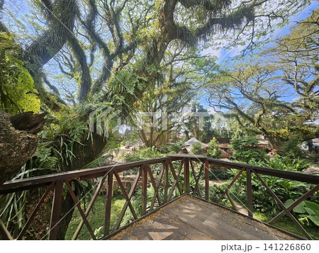 a lush green forest of ancient, moss-covered rain trees with spreading canopies, resembling a mystical fairytale woodland in Indonesia. 141226860