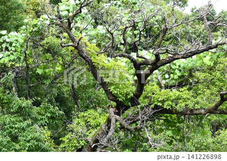 地球環境変化の影響なのか公園内の立ち枯れ樹木が目立つ 地球環境変化の影響なのか公園内の立ち枯れ樹木が目立つ 141226898