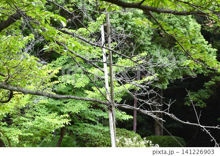 地球環境変化の影響なのか公園内の立ち枯れ樹木が目立つ 地球環境変化の影響なのか公園内の立ち枯れ樹木が目立つ 141226903