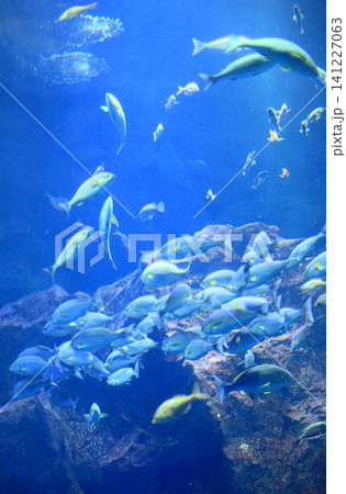 群れで泳ぐサメ 群れで泳ぐサメ 141227063