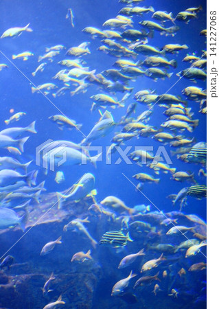 群れで泳ぐサメ 群れで泳ぐサメ 141227068