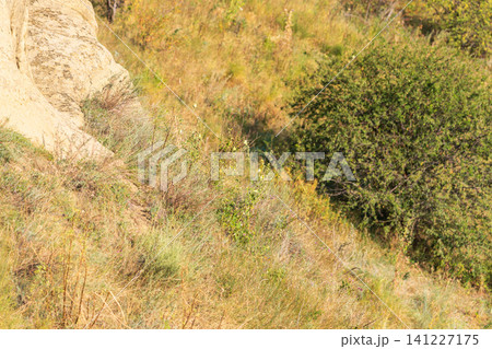 Summer Mountains Landscape with Green forest. 141227175