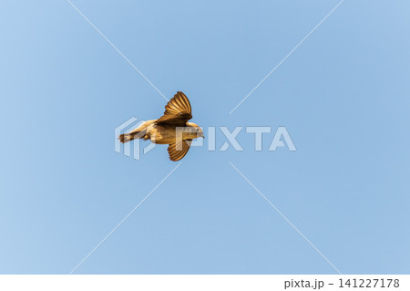 Eurasian Crag Martin (Ptyonoprogne rupestris) flying in the blue sky Eurasian Crag Martin (Ptyonoprogne rupestris) flying in the blue sky 141227178