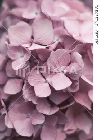 雨に濡れたピンクの紫陽花 雨に濡れたピンクの紫陽花 141227231