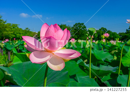 夏の快晴 古代蓮の里の水生植物園で一輪の行田蓮と広大に咲き乱れる蓮の花の風景 夏の快晴 古代蓮の里の水生植物園で一輪の行田蓮と広大に咲き乱れる蓮の花の風景 141227255