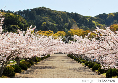 安房神社の桜 141227420