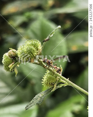 This is an ant on a green leaf with a micro lens 141227566