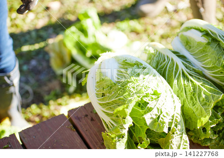冬野菜を収穫する若い女性 冬野菜を収穫する若い女性 141227768