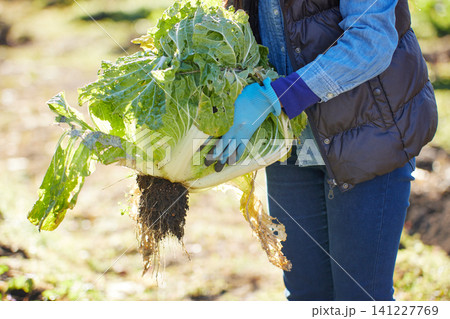 冬野菜を収穫する若い女性 冬野菜を収穫する若い女性 141227769