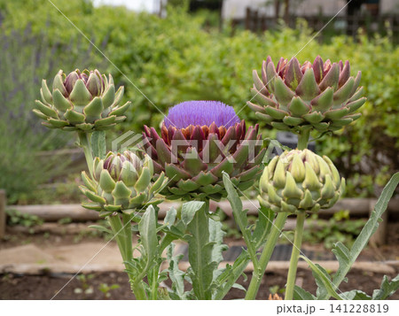 紫色の花を咲かせるアーティチョークの蕾 紫色の花を咲かせるアーティチョークの蕾 141228819