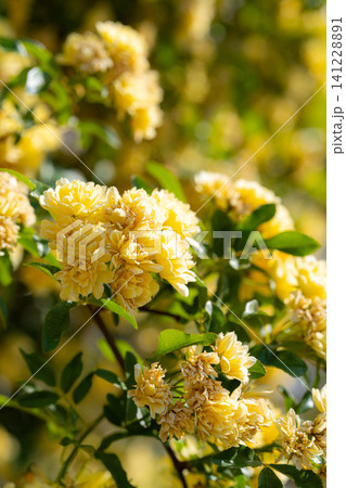 【薔薇素材】朝日を浴びるモッコウバラ【長野県】 【薔薇素材】朝日を浴びるモッコウバラ【長野県】 141228891