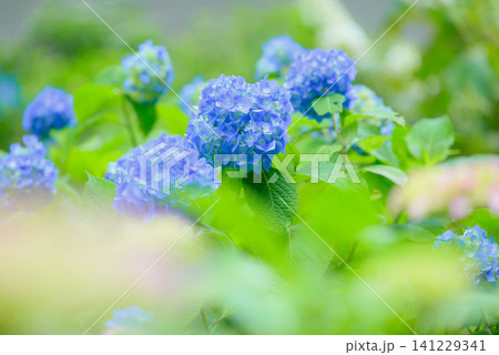紫陽花 141229341