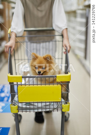 ホームセンターの買い物台車に乗る可愛いポメラニアンの子犬の姿 ホームセンターの買い物台車に乗る可愛いポメラニアンの子犬の姿 141229766