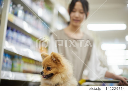 ホームセンターで買い物台車に乗る可愛いポメラニアンの子犬と十代の女の子の姿 ホームセンターで買い物台車に乗る可愛いポメラニアンの子犬と十代の女の子の姿 141229834