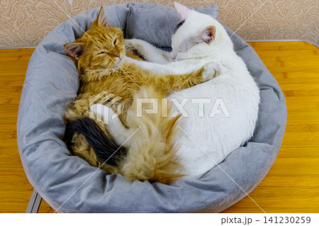 Two cats lying in their soft cozy cat bed 141230259