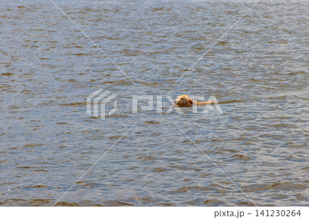 Cute labrador retriever puppy swimming in a river Cute labrador retriever puppy swimming in a river 141230264