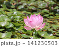蓮の花のある風景 141230503