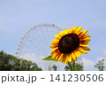 太陽に向かって咲くひまわりと観覧車 141230506
