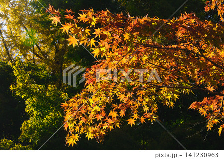 秋の柔らかい日差しに輝く紅葉 141230963