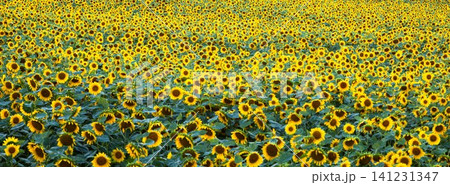 斜陽になった夏の北海道美瑛町の畑で緑肥としてのひまわり畑 斜陽になった夏の北海道美瑛町の畑で緑肥としてのひまわり畑 141231347