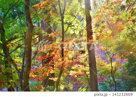 紅葉の新潟県加茂市加茂山公園風景 紅葉の新潟県加茂市加茂山公園風景 141232609