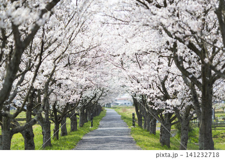 満開の桜がトンネルのように続く春の並木道 満開の桜がトンネルのように続く春の並木道 141232718