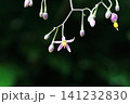 ヤマホロシの花 141232830