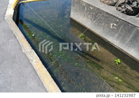 住宅街にある水草が生えた用水路の夏の水面 住宅街にある水草が生えた用水路の夏の水面 141232987