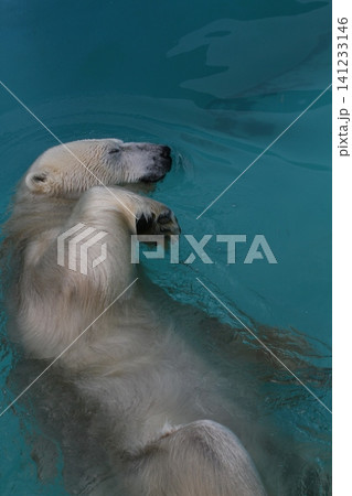 水に浮かび涼しげにくつろぐホッキョクグマ(キロル・釧路動物園) 水に浮かび涼しげにくつろぐホッキョクグマ(キロル・釧路動物園) 141233146