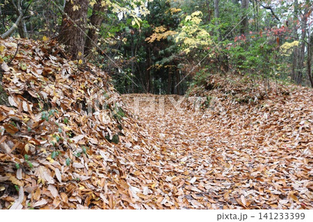 滋賀県長浜市木之本町の鶏足寺(けいそくじ)の紅葉風景 滋賀県長浜市木之本町の鶏足寺(けいそくじ)の紅葉風景 141233399