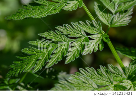 Cow parsley leaves showcase intricate green patterns in a lush garden setting during early spring near a woodland area Cow parsley leaves showcase intricate green patterns in a lush garden setting during early spring near a woodland area 141233421