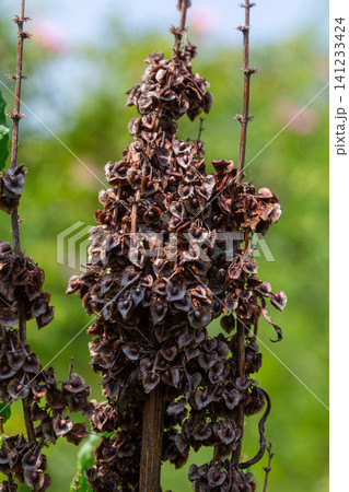Clustered Dock seeds ripening in natural setting during summer showcasing growth and resilience of Rumex species Clustered Dock seeds ripening in natural setting during summer showcasing growth and resilience of Rumex species 141233424