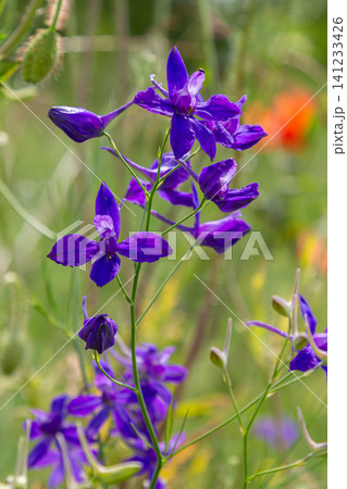 Purple blooms of Consolida regalis swaying gently in the breeze during a sunny day in a vibrant meadow Purple blooms of Consolida regalis swaying gently in the breeze during a sunny day in a vibrant meadow 141233426