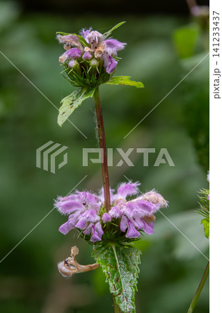 Tuberous Jerusalem Sage blooms in vibrant purple thriving in its natural habitat with lush green surroundings 141233437