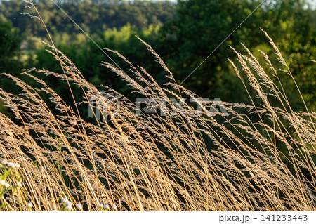 Kentucky bluegrass growing in a field during a sunny evening with trees in the background and light breeze moving the grass Kentucky bluegrass growing in a field during a sunny evening with trees in the background and light breeze moving the grass 141233443