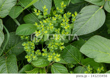 Euphorbia helioscopia blooms among green leaves in a sunny garden in early spring Euphorbia helioscopia blooms among green leaves in a sunny garden in early spring 141233456
