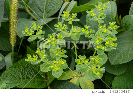 Sun spurge blooms with yellow flowers surrounded by green leaves in a garden setting during a sunny day Sun spurge blooms with yellow flowers surrounded by green leaves in a garden setting during a sunny day 141233457