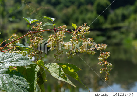 Common hop plant grows near water showing its cone-like flowers in summer sunlight among green leaves and natural surroundings Common hop plant grows near water showing its cone-like flowers in summer sunlight among green leaves and natural surroundings 141233474