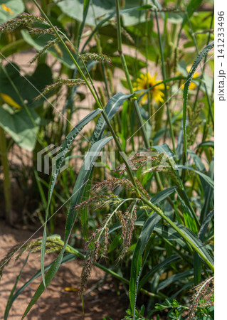 Robust Echinochloa crus-galli with thick branched flower heads observed in a natural setting during sunny daytime Robust Echinochloa crus-galli with thick branched flower heads observed in a natural setting during sunny daytime 141233496