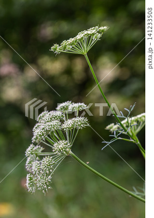 Carum carvi plant with delicate white flowers in a natural setting during the summer season Carum carvi plant with delicate white flowers in a natural setting during the summer season 141233508