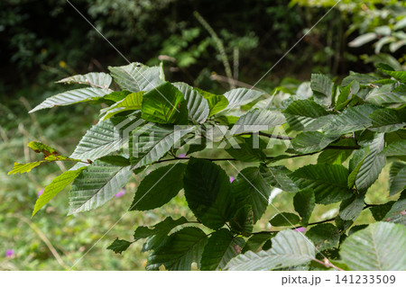 Common alder tree with rounded notched leaves and small cone-like fruits in a natural setting during daylight 141233509