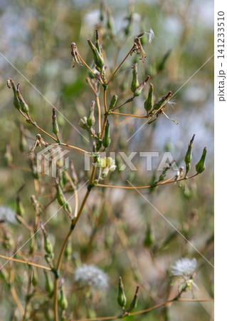Prickly lettuce plant with yellow flowers and seeds growing in a field during a sunny day in early summer Prickly lettuce plant with yellow flowers and seeds growing in a field during a sunny day in early summer 141233510