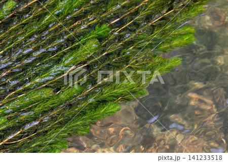 Coontail aquatic plant thriving in a freshwater habitat with clear water reflections 141233518