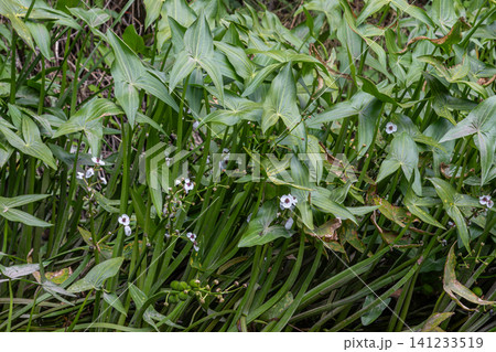 Common arrowhead Sagittaria sagittifolia thriving in shallow waters with delicate white flowers during summer in a natural wetland habitat 141233519